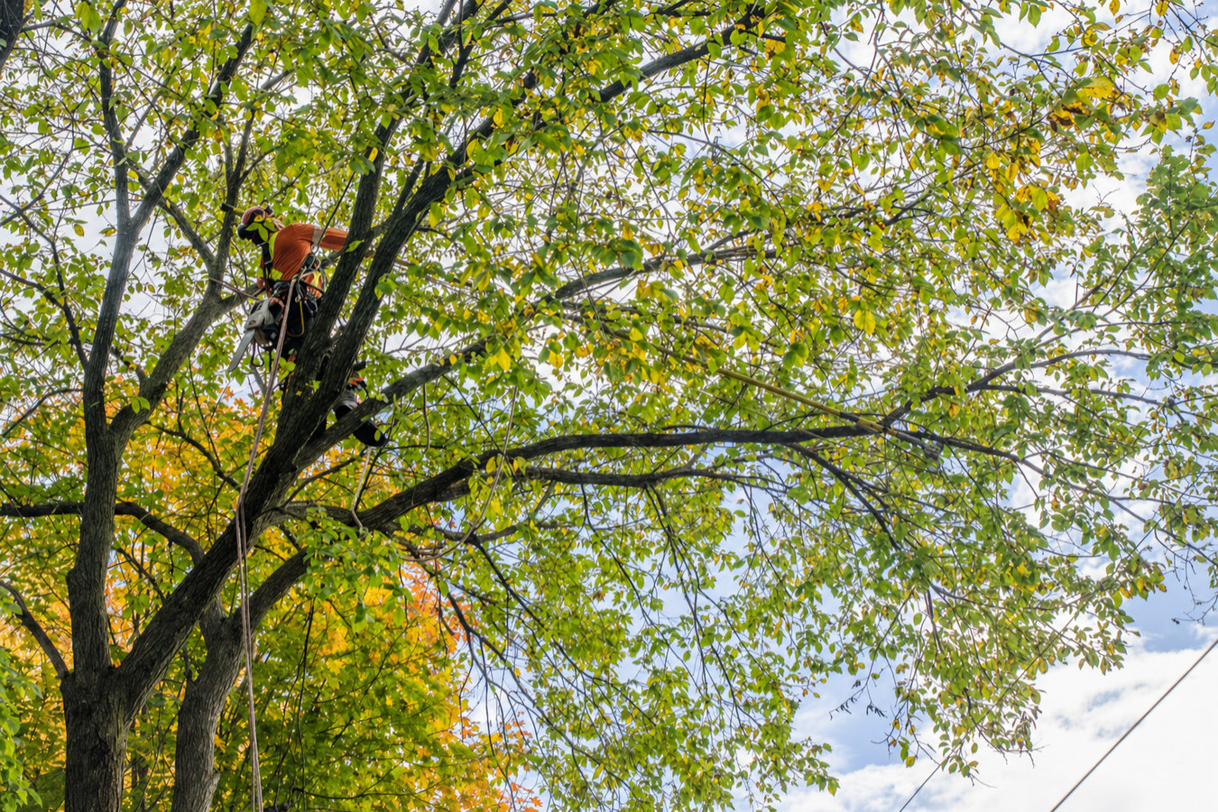 Tree Service professionals working in Berkeley, CA